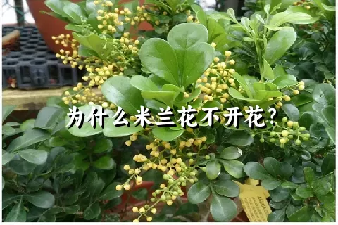 为什么米兰花不开花？