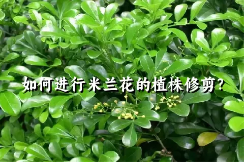 如何进行米兰花的植株修剪？