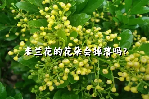 米兰花的花朵会掉落吗？