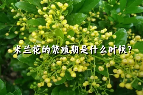 米兰花的繁殖期是什么时候？