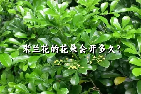 米兰花的花朵会开多久？