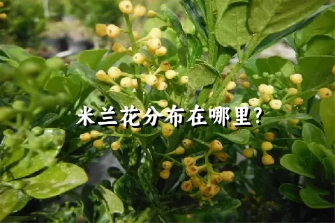 米兰花分布在哪里?