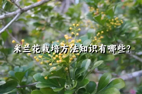 米兰花栽培方法知识有哪些？