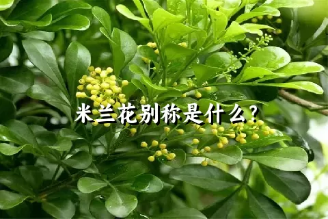 米兰花别称是什么？