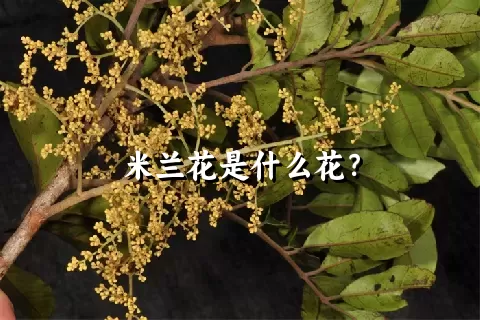 米兰花是什么花？