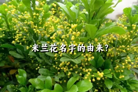 米兰花名字的由来？