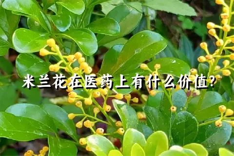 米兰花在医药上有什么价值？