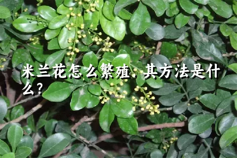 米兰花怎么繁殖，其方法是什么？