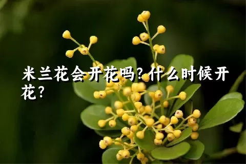 米兰花会开花吗？什么时候开花？