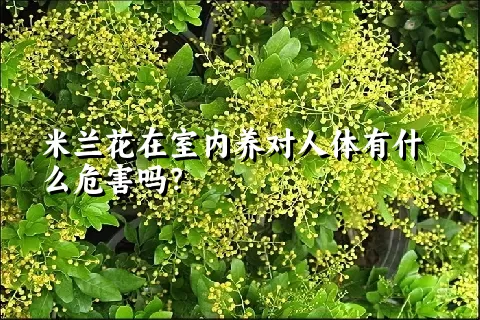 米兰花在室内养对人体有什么危害吗？