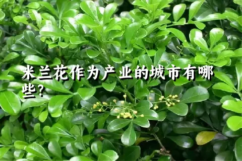 米兰花作为产业的城市有哪些？