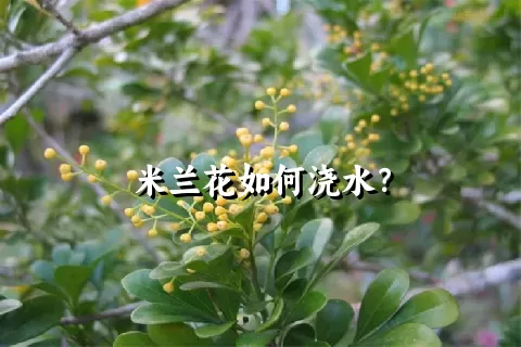 米兰花如何浇水？