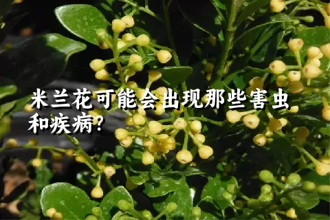 米兰花可能会出现那些害虫和疾病？