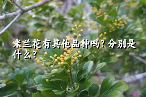 米兰花有其他品种吗？分别是什么？