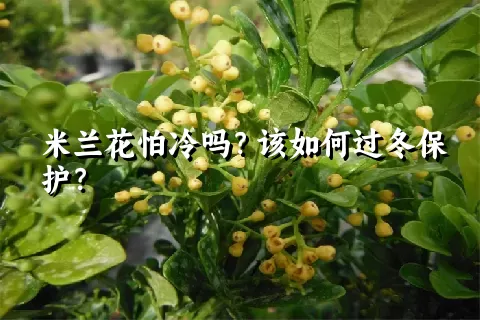 米兰花怕冷吗？该如何过冬保护？