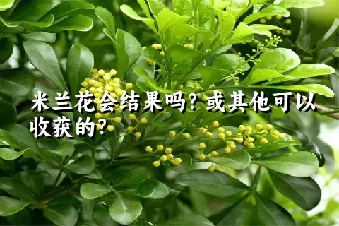 米兰花会结果吗？或其他可以收获的？