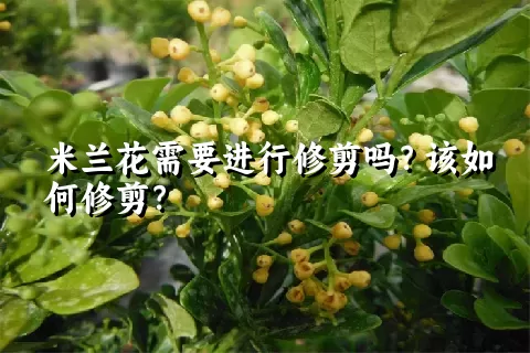 米兰花需要进行修剪吗？该如何修剪？