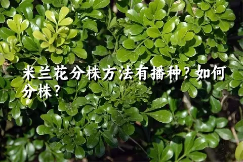 米兰花分株方法有播种？如何分株？