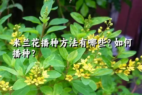 米兰花播种方法有哪些？如何播种？