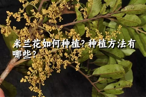 米兰花如何种植？种植方法有哪些？