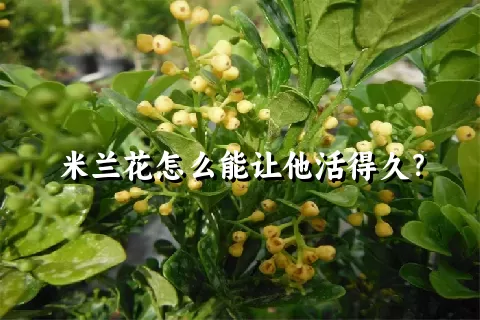 米兰花怎么能让他活得久？