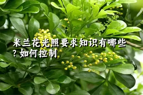 米兰花光照要求知识有哪些？如何控制