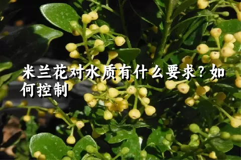 米兰花对水质有什么要求？如何控制