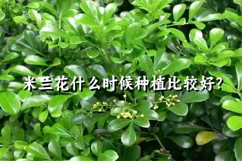 米兰花什么时候种植比较好？