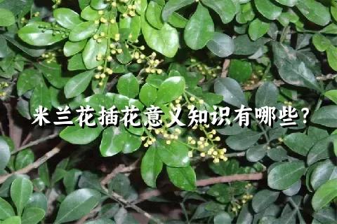 米兰花插花意义知识有哪些？