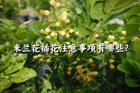 米兰花插花注意事项有哪些？