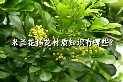 米兰花插花材质知识有哪些？