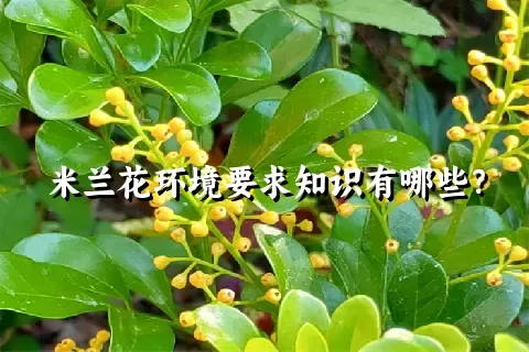 米兰花环境要求知识有哪些？