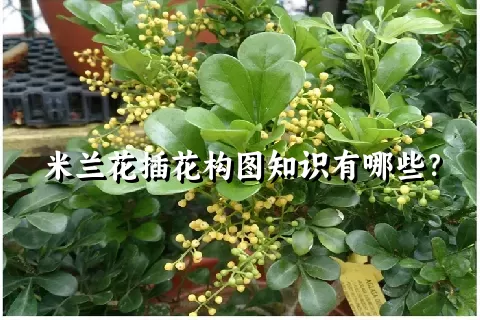 米兰花插花构图知识有哪些？