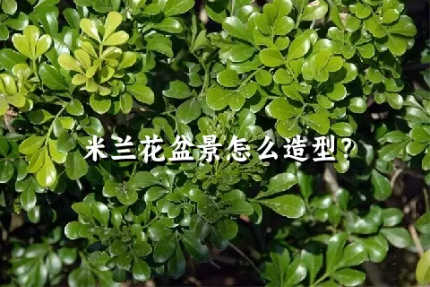 米兰花盆景怎么造型？