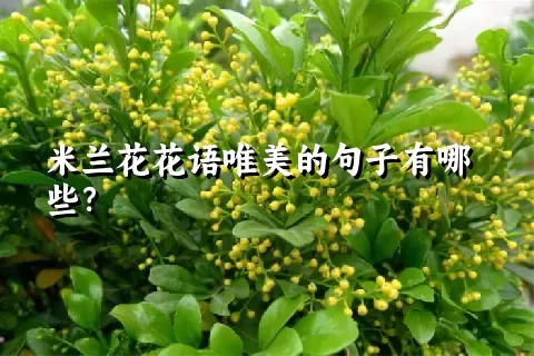 米兰花花语唯美的句子有哪些？