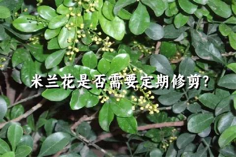 米兰花是否需要定期修剪？