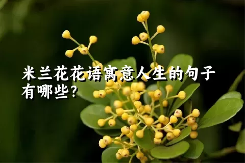 米兰花花语寓意人生的句子有哪些？