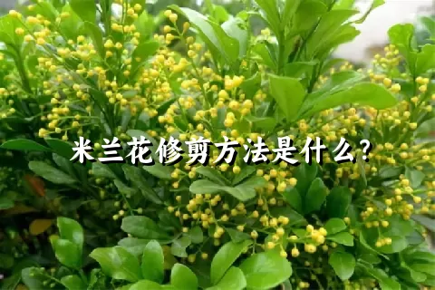 米兰花修剪方法是什么？