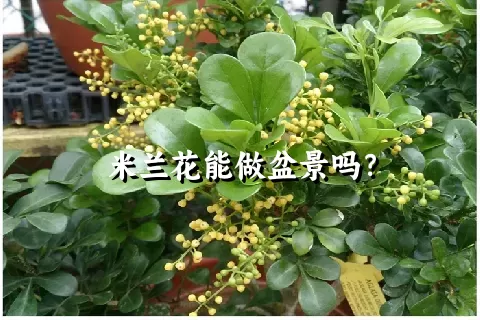 米兰花能做盆景吗？