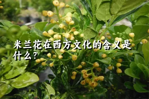 米兰花在西方文化的含义是什么？