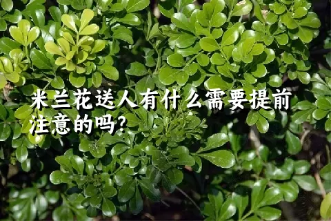 米兰花送人有什么需要提前注意的吗？