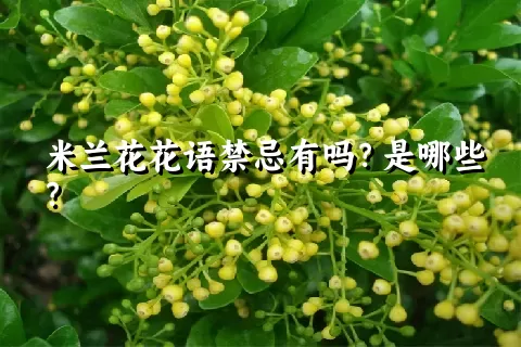 米兰花花语禁忌有吗？是哪些？