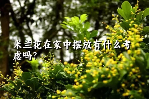 米兰花在家中摆放有什么考虑吗？