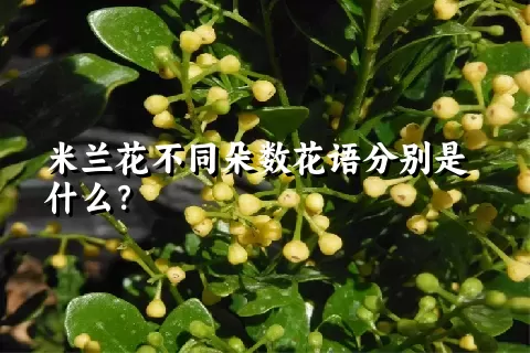 米兰花不同朵数花语分别是什么？