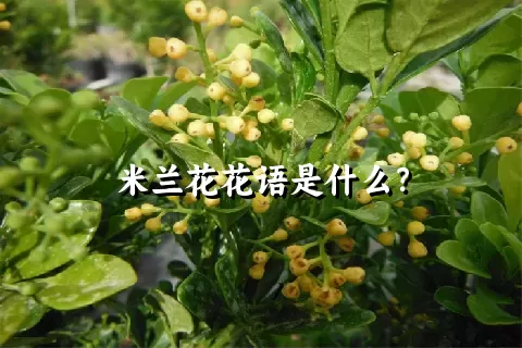 米兰花花语是什么？