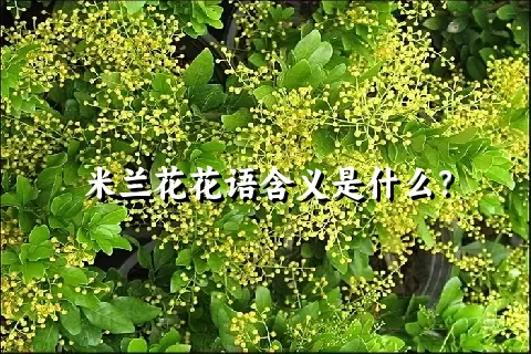 米兰花花语含义是什么？