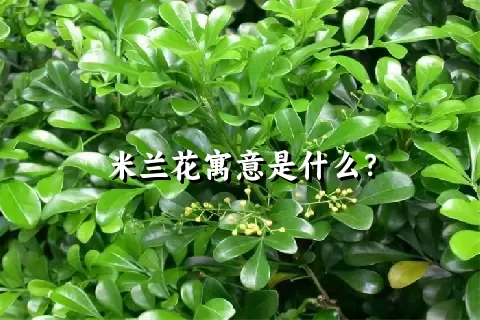 米兰花寓意是什么？