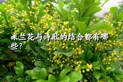 米兰花与诗歌的结合都有哪些？