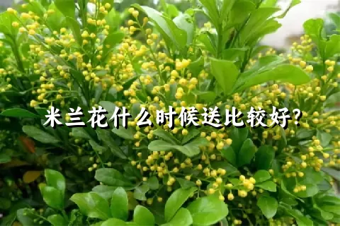 米兰花什么时候送比较好？