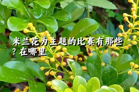 米兰花为主题的比赛有那些？在哪里